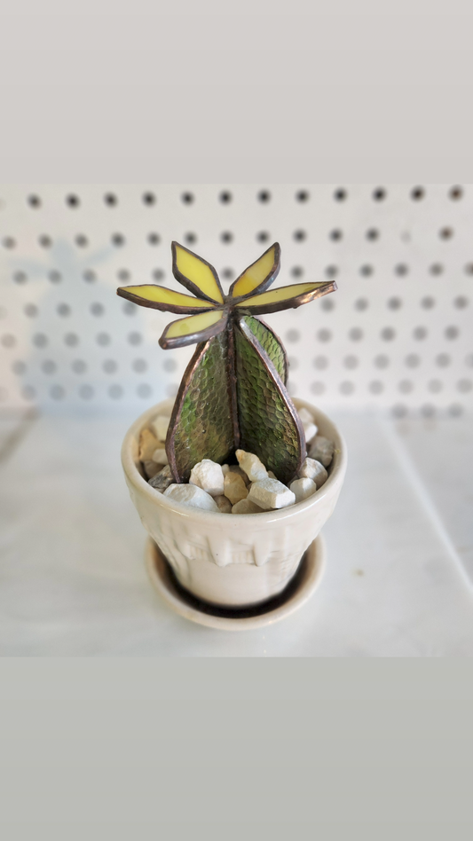 Barrel Cactus